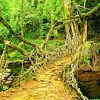 Living Root Bridge